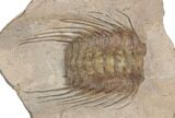 Spiny Selenopeltis Trilobite - Erfoud, Morocco #190986-1